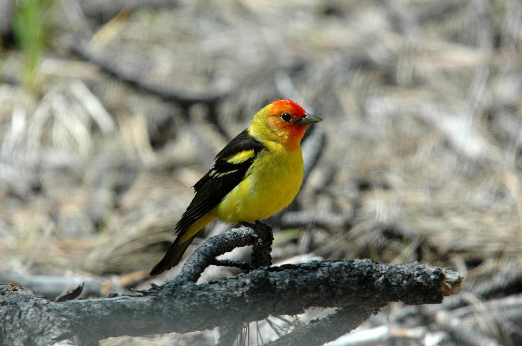 Tanager, Western, 2005-06031490 Boise ID area.jpg